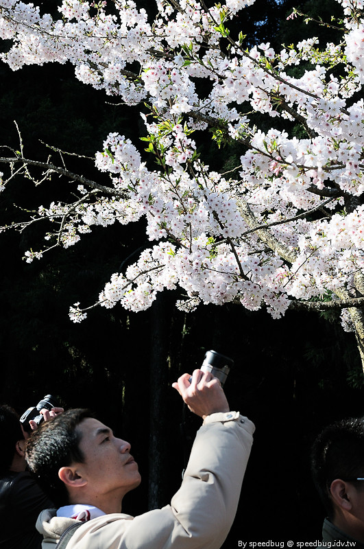 阿里山櫻花季57