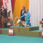 2e best in group dogshow Liege <a style="margin-left:10px; font-size:0.8em;" href="http://www.flickr.com/photos/68800547@N03/7698415708/" target="_blank">@flickr</a>