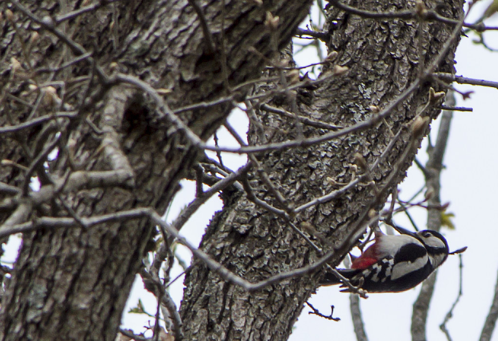 :    / Great Spotted Woodpecker /   