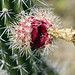 Il fiore di un cactus (Dieserto de la Tatacoa)