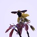 Me with a Hunny [Buzzing] Bee back on  Kanakchapa~~
