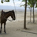 Un cavallo nel Desierto de la Tatacoa