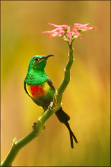 Beautiful Sunbird