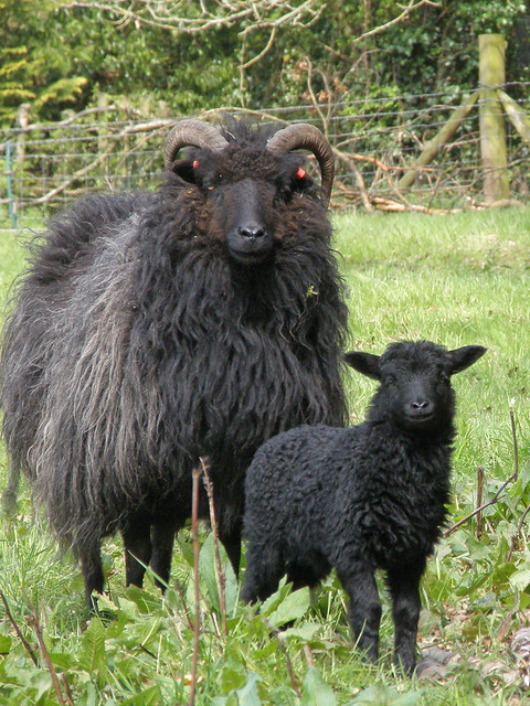 April 24th. Baa Baa Black Sheep