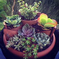 Tiered succulent container garden. Learn how to create your own container garden at this Gardener's Supply seminar!