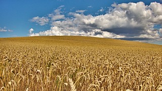 Wheat, blue skies