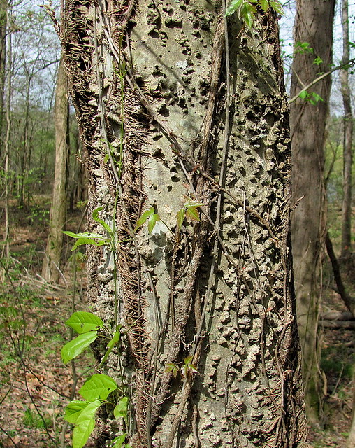 The warty bark of the Hackberry tree