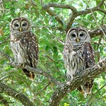 Barred Owl pair male and female (Strix varia)