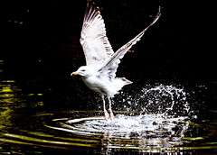 Splashy take-off