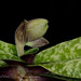 Paphiopedilum bellatulum