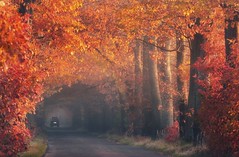 Осенний пейзаж, Польша