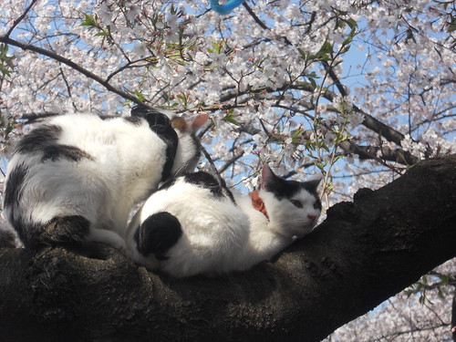 Cats in Tree