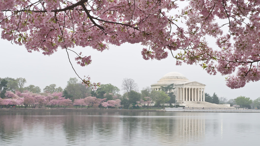 Jefferson Memorial, Cherry Blossoms, by Reed A. George
