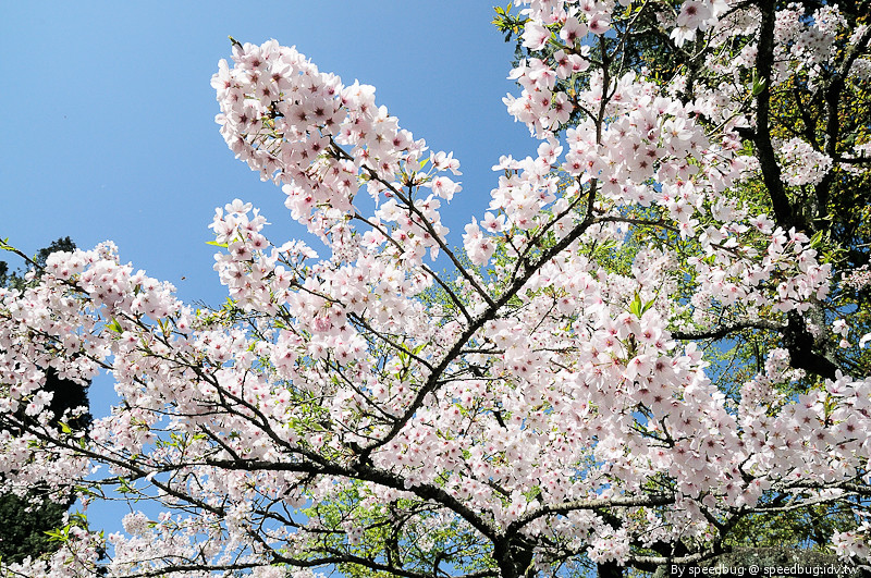 阿里山櫻花101