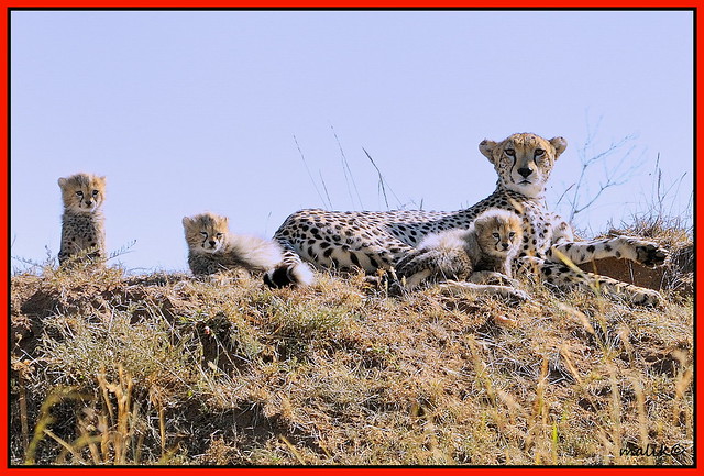 FEMALE CHEETAH WITH HER THREE CUTE LOOKING CUBS......
