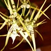 Brassia Rising Star - Alex Nazdan