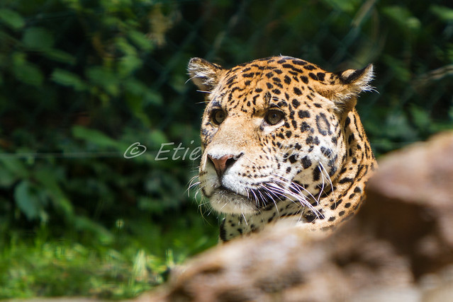 france canon eos zoo feline centre voiture 7d jaguar animaux félin panthère lieu beauval saintaignan zooparc canoneos7d zooparcdebeauval