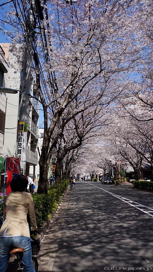 Japan Cherry Blossom Photos