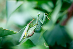 Mantis Sex