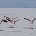 Flamingos no caminho