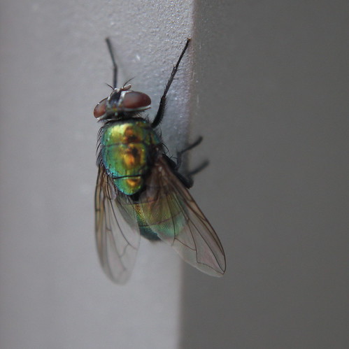 la mouche / the fly ©  OliBac