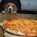 Dozer and the Pizza