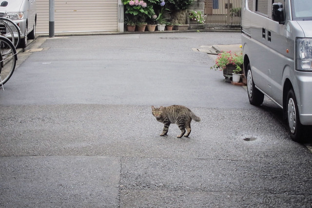 Today's Cat@2013-07-04