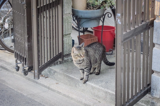 Today's Cat@2013-09-19