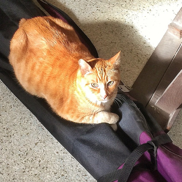Happy Caturday from Bear. If I put something down on the floor even skis and ski poles in a bag hell lay on it. Hell stay on it even longer if its in the sun #cat #pet #photooftheday #picoftheday #bestoftheday #cool #cute #nofilter #beautiful #gato #ch