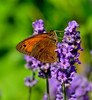 Lavendel mit Schmetterling - Lavender with butterfly
