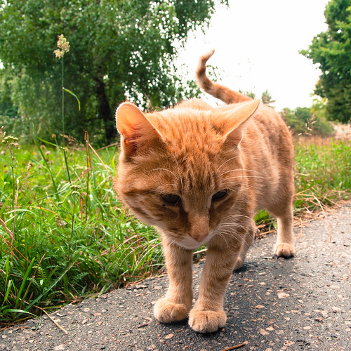 Red Cat in Pushchino ©  Konstantin Malanchev