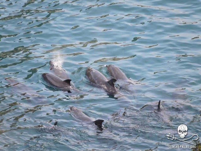 Taiji has kidnapped another Bottlenose pod- Just another profitable day for Taiji and captive dolphin industry-at Taiji,Japan