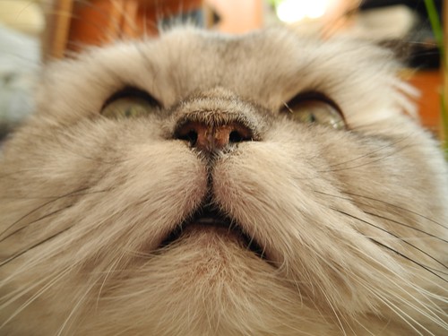 Cat's nose ©  Andrey