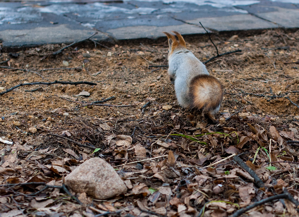 : Squirrel Tail