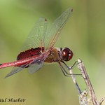 Red Saddlebags dragonfly (Tramea onusta)