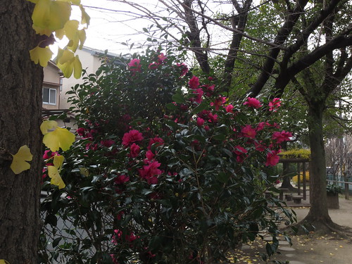 山茶花とイチョウの木