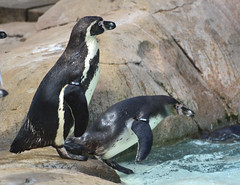 London Zoo, Humboldt Penguins At Penguin Beach