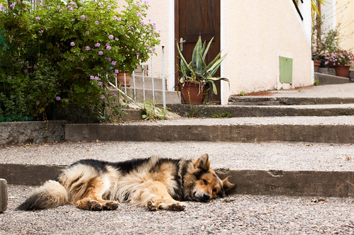 Dog in Cargese ©  Konstantin Malanchev
