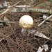 Mushrooms5