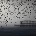 Starling Murmuration and West Pier, in a Hail Storm