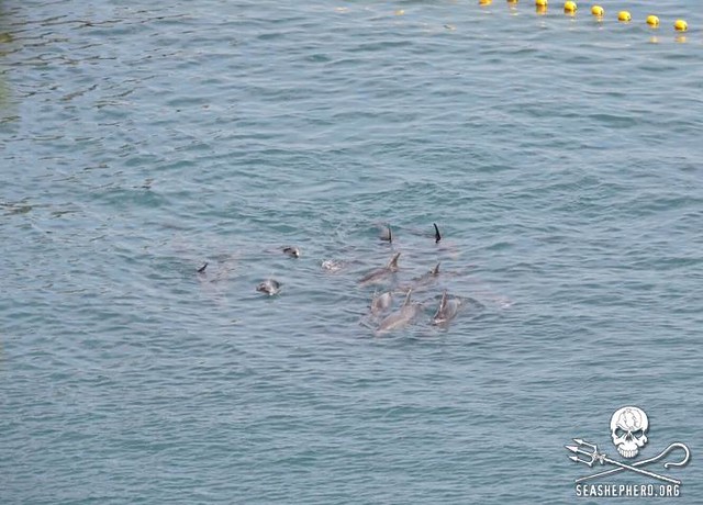 This family of 25-30 Bottlenose dolphins including young juvenile calves will be held for up to 20 hours-Captive selection will take place at sunrise tomorrow-Taiji,Japan