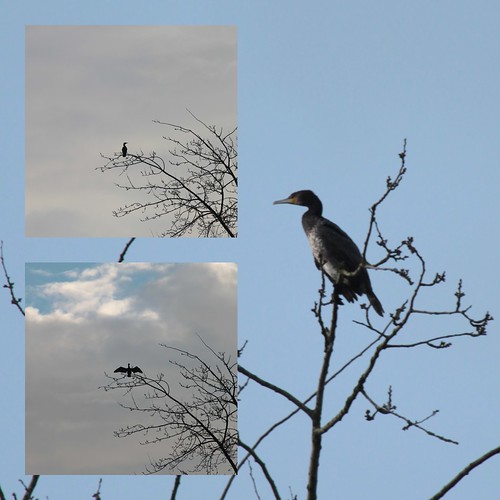 cormoran / cormorant ©  OliBac