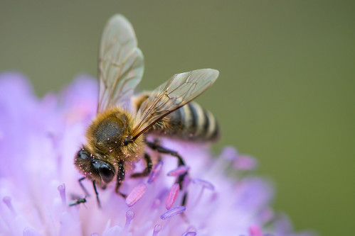 Honigbiene ©  kuhnmi