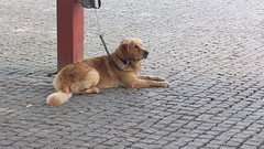 Dog waits outside Kiasma