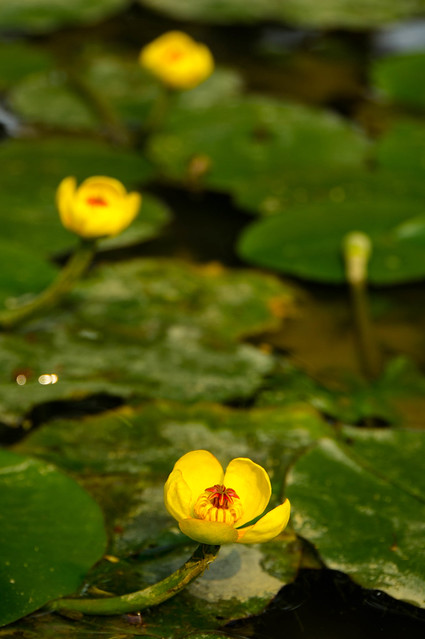 Yellow-Water-Lily-08147.jpg