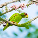 White-fronted parrot at Lake Arenal, Costa Rica