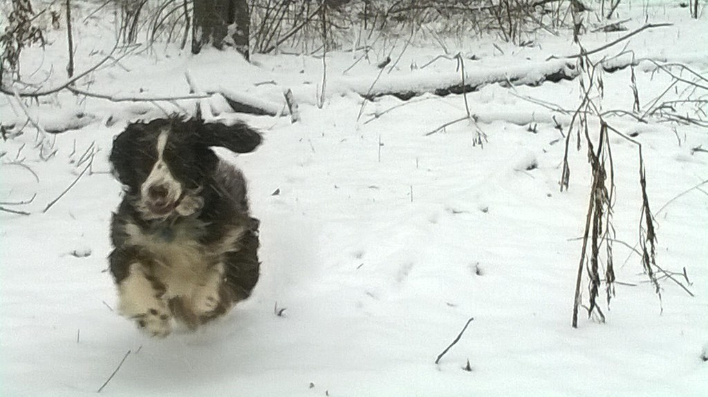 : Laika flying over the snow