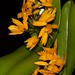 Cattleya aurantiaca 'Kumquat' – Alex Nadzan