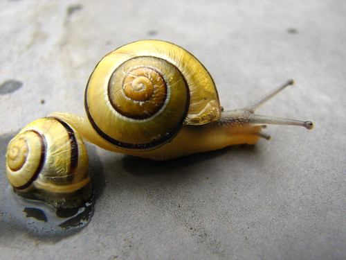 Snails by fdecomite, on Flickr
