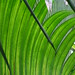 Coco de Mer  (Lodoicea Maldivica) Palm House, Royal KEW Gardens @ 12 February 2014 (Part 3 of 3)